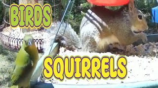 Birds amp Squirrels Watching Wildlife Live TV Bird Feeder Cam LIVE BIRDWATCHING Birding ASMR CatTV [upl. by Xella272]