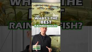 What’s The Best Rainbowfish [upl. by Dnalevets]