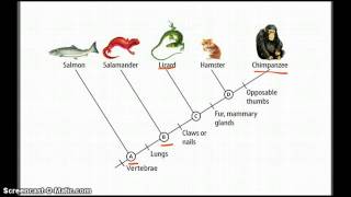 Cladograms  Betterlesson [upl. by Emma]