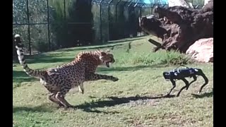 Cheetah vs Robodog  Zoo Robot Research testing world 1st  Sydney Behind the scenes [upl. by Lenka]