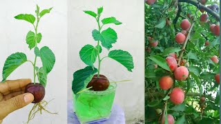 how to grow plum tree from seed how to grow aloo BukharaPlant plum trees in the garden from seeds [upl. by Aicilec]