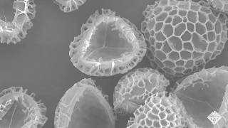 Empty Pollen Grains Could Absorb Drugs and Other Pollutants [upl. by Selrahcnhoj792]