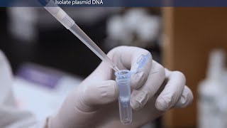 How to Purify Molecular Grade Plasmid DNA [upl. by Eillo]