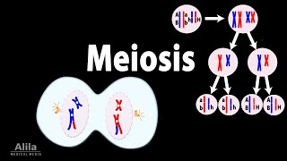 Mitosis vs Meiosis updated [upl. by Bethezel]