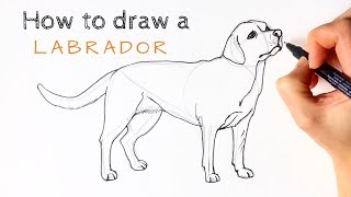 How to draw a Labrador [upl. by Eittocs]