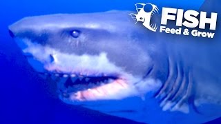 NEW KING GREAT WHITE SHARK  Feed And Grow  Ep5 [upl. by Zampino939]