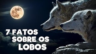 7 FATOS SOBRE OS LOBOS [upl. by Tamarah902]