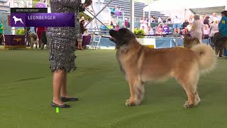 Leonbergers  Breed Judging 2023 [upl. by Nylsor668]