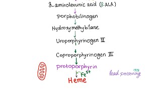 Heme Synthesis Pathway — Biochemistry and Hematology [upl. by Bergin]