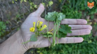 La vinagreta Oxalis pescaprae invasora pero beneficiosa [upl. by Tayler202]