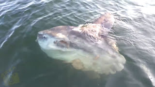 5 Giant Fish  Fishing Moments  Huge Fish Caught On Camera [upl. by Polash]