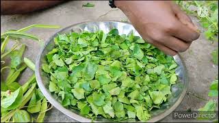 Solanum Trilobatum Veld grape pickleதூதுவளை பேரண்டை ஊறுகாய் natural medicine and health food [upl. by Jaquith382]