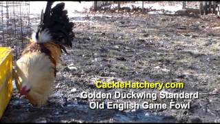 Golden Duckwing Standard Old English Game Fowl Breeder Flock [upl. by Sawyere]