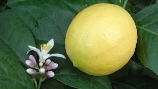 Growing Meyer Lemons in Containers  How to Grow a Lemon Tree [upl. by Marissa788]