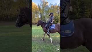 Uteritt på Bailey’s idag❤️❤️ horse pony youtubeshorts equestrian horses moalyytshortbailey’s [upl. by Lazarus]