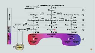 Biosynthesis and Functions of Flavonoids [upl. by Nyleda103]