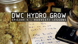 DWC Hydroponic Cannabis Grow Ep 5 Harvest amp Cure [upl. by Mccully]