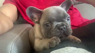 French bulldog puppy growing at self [upl. by Anner979]