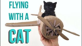 How to Fly With Your Cat [upl. by Lauretta]