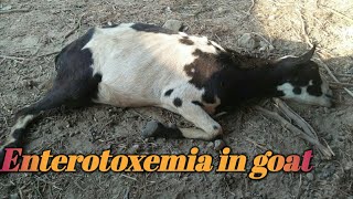 Enterotoxemia in goat  common disease of sheep and goats [upl. by Eciram]