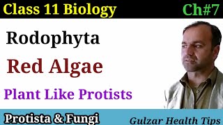 Rodophyta  Red algae  plants like protists  class 11th biology [upl. by Palila]