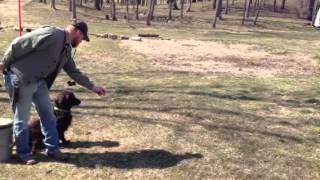 Training Day for Boykin spaniel national field trial [upl. by Nemlaz]