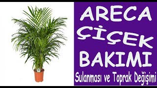 Areka areca çiçeğinin bakımı sulanması ve toprak değişimi Care of Areca isca flower [upl. by Mariele953]