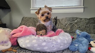 Fun with Rylie and Hermie the Hedgehog goodmorning yorkies cute Rylie [upl. by Nedra100]