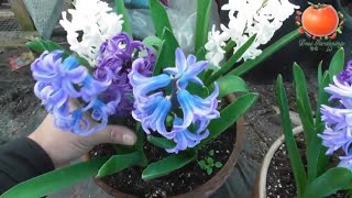 Planting Hyacinth Bulbs In Pots UrduHindi [upl. by Budge]