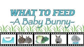 What To Feed A Baby Bunny [upl. by Lud]