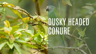 The Colorful Life of the Dusky Headed Conure Aratinga weddellii [upl. by Odlabso236]