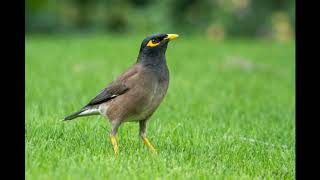 Indian myna sound  Common myna sound  maina sound  bird sound  myna bird sound  song call [upl. by Carina]