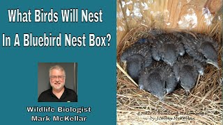 What Birds Will Nest In A Bluebird Box [upl. by Ier]