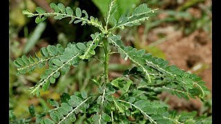 les vertus miraculeuses de la plante phyllanthus amarus mille maladies ou Hlinwé [upl. by Olimpia369]