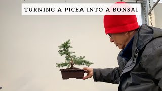 Turning a Picea into a Bonsai [upl. by Aniale421]