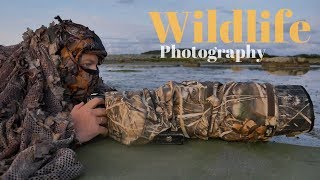 BIRD PHOTOGRAPHY  photographing shorebirds  camouflagewaders [upl. by Bree]