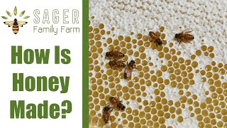 How is Honey Made  Sager Family Farm [upl. by Ayot389]