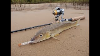 Whiting on Surface Lures  Fisho App [upl. by Yrahk241]