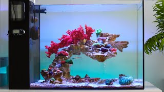 Bringing my Reef Aquarium Back to Life  Blue Reef Tank [upl. by Rimaj719]