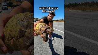 Turtles or Snakes Which Do Cars Swerve to Hit More [upl. by Notsirhc]