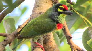 Coppersmith barbet call [upl. by Olsen]