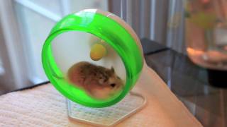 Robo dwarf hamster running in a wheel [upl. by Gudrin]