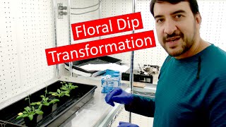 Transforming Arabidopsis by Agrobacterium floral dip [upl. by Boucher426]