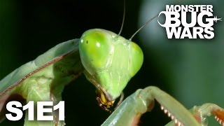 MONSTER BUG WARS  Death at Midnight  S1E1 [upl. by Ycam749]