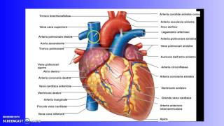 Apparato cardiocircolatorio seconda parte [upl. by Anyd]