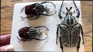 Der Goliathkäfer  Goliathus goliatus [upl. by Chara470]