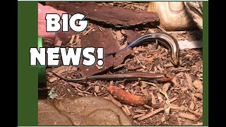 Whoa Big News About My FiveLined Skink [upl. by Nifled]