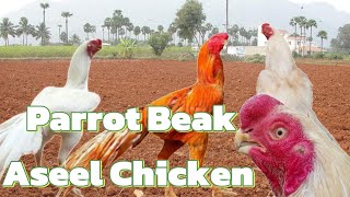 Parrot Beak Aseel Chicken [upl. by Bevvy]