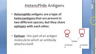 Microbiology 124 a HeteroPhile Antigens Epitope Weil Felix Reaction Paul Bunnell Cold Agglutination [upl. by Goodrich]