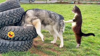 Funny Dogs And Cats Videos 2023 😅  Best Funniest Animal Videos Of The week 2 [upl. by Larrej]